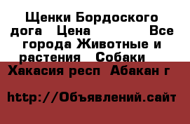 Щенки Бордоского дога › Цена ­ 60 000 - Все города Животные и растения » Собаки   . Хакасия респ.,Абакан г.